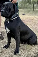 Mali, a female Cane Corso for sale in Anson, TX – 1 of 3