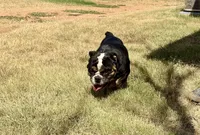 Floki AKC, a male English Bulldog for sale in Anson, TX – Photo 2 of 4