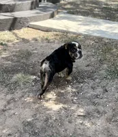 Floki AKC, a male English Bulldog for sale in Anson, TX – Photo 1 of 4