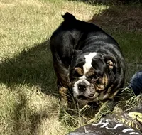 Floki AKC, a male English Bulldog for sale in Anson, TX – Photo 3 of 4
