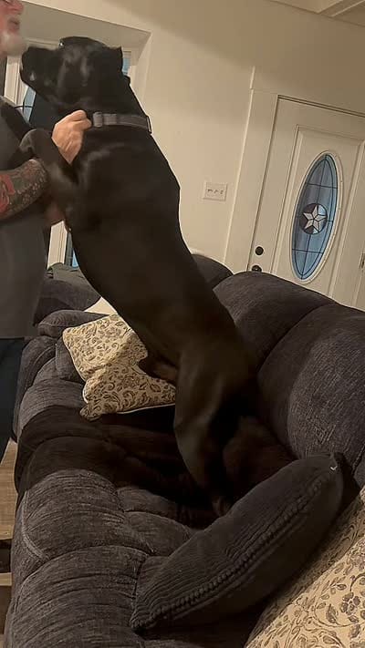 Venom Enzo, a male Cane Corso for sale in Anson, TX – 3 of 3