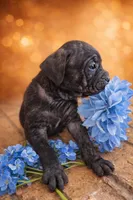 Red, a male Cane Corso for sale in Anson, TX – Photo 2 of 3