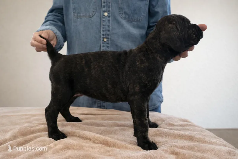 Red – Cane Corso puppy for sale in Anson, TX