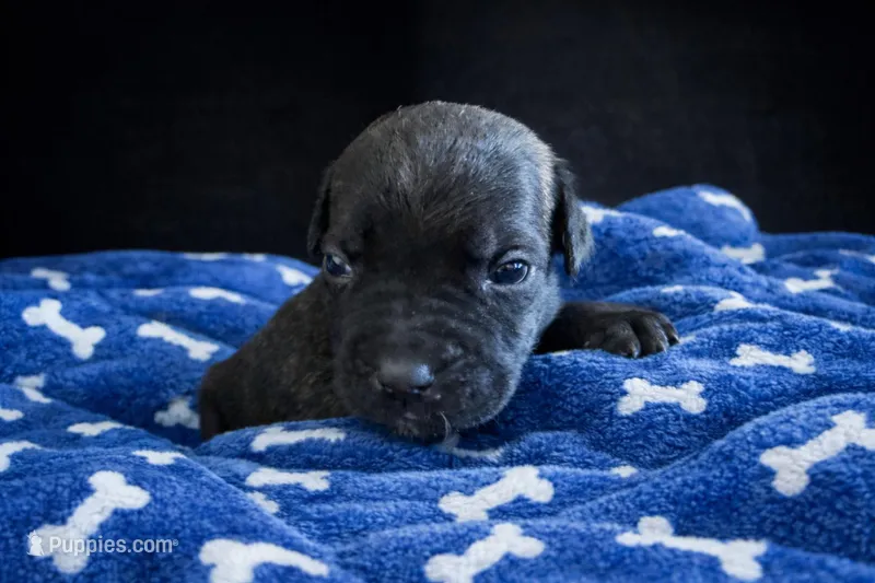 Red – Cane Corso puppy for sale in Anson, TX
