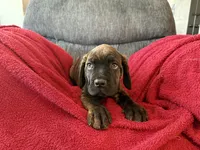 Puppy 5-Blue, a male Cane Corso for sale in Anson, TX – Photo 5 of 5