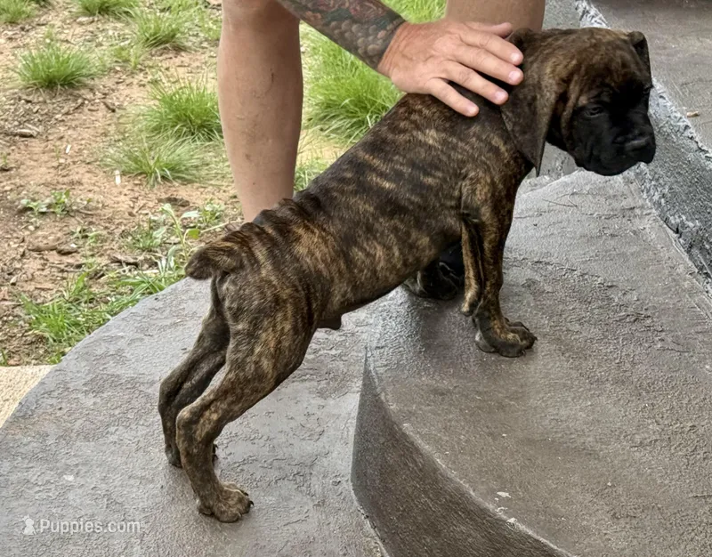 Puppy 5-Blue – Cane Corso puppy for sale in Anson, TX