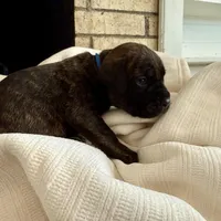 Puppy 5-Blue, a male Cane Corso for sale in Anson, TX – Photo 4 of 5