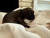 Puppy 5-Blue, a male Cane Corso for sale in Anson, TX – Photo 3 of 3