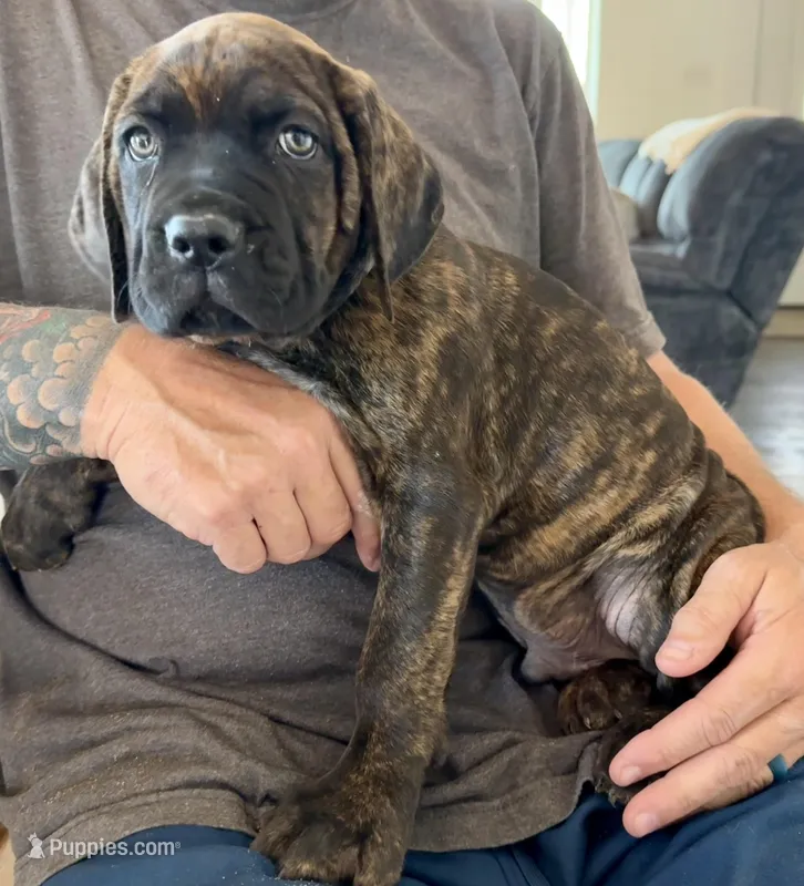 Puppy 5-Blue – Cane Corso puppy for sale in Anson, TX