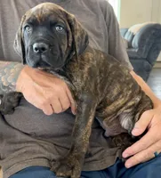 Puppy 5-Blue, a male Cane Corso for sale in Anson, TX – Photo 1 of 5