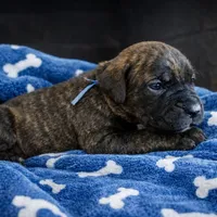 Puppy 5-Blue, a male Cane Corso for sale in Anson, TX – Photo 2 of 5