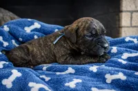 Puppy 5-Blue, a male Cane Corso for sale in Anson, TX – Photo 1 of 3