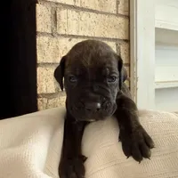 Puppy 5-Blue, a male Cane Corso for sale in Anson, TX – Photo 3 of 5