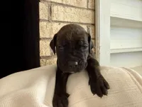 Puppy 5-Blue, a male Cane Corso for sale in Anson, TX – Photo 2 of 3