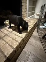 Seal Colored Boy, a male Cane Corso for sale in Anson, TX – Photo 3 of 9