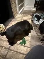 Seal Colored Boy, a male Cane Corso for sale in Anson, TX – Photo 4 of 9