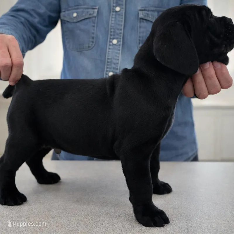 Puppy 2-Yellow – Cane Corso puppy for sale in Anson, TX