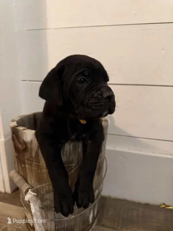 Puppy 2-Yellow – Cane Corso puppy for sale in Anson, TX