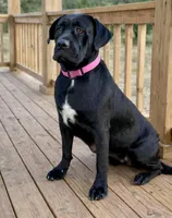 Seal Colored Boy, a male Cane Corso for sale in Anson, TX – Photo 6 of 9