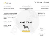 Seal Colored Boy, a male Cane Corso for sale in Anson, TX – Photo 7 of 9