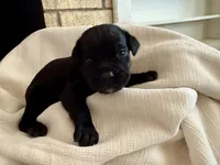 Puppy 2-Yellow, a male Cane Corso for sale in Anson, TX – Photo 2 of 3