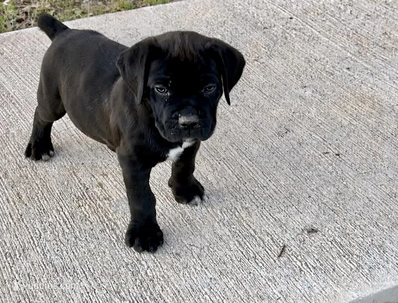 Seal Colored Boy, a male Cane Corso for sale in Anson, TX – Photo 1 of 9