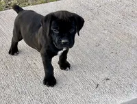 Seal Colored Boy, a male Cane Corso for sale in Anson, TX – Photo 1 of 9