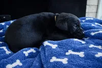 Puppy 2-Yellow, a male Cane Corso for sale in Anson, TX – Photo 1 of 3