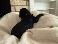 Puppy 2-Yellow, a male Cane Corso for sale in Anson, TX – Photo 3 of 3