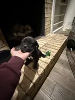 Seal Colored Boy, a male Cane Corso for sale in Anson, TX – Photo 9 of 9