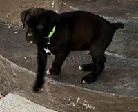 Seal Colored Boy, a male Cane Corso for sale in Anson, TX – Photo 2 of 9