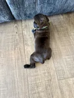 Puppy 1-Green, a male Cane Corso for sale in Anson, TX – Photo 2 of 2