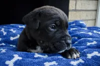 Puppy 1-Green, a male Cane Corso for sale in Anson, TX – Photo 1 of 2
