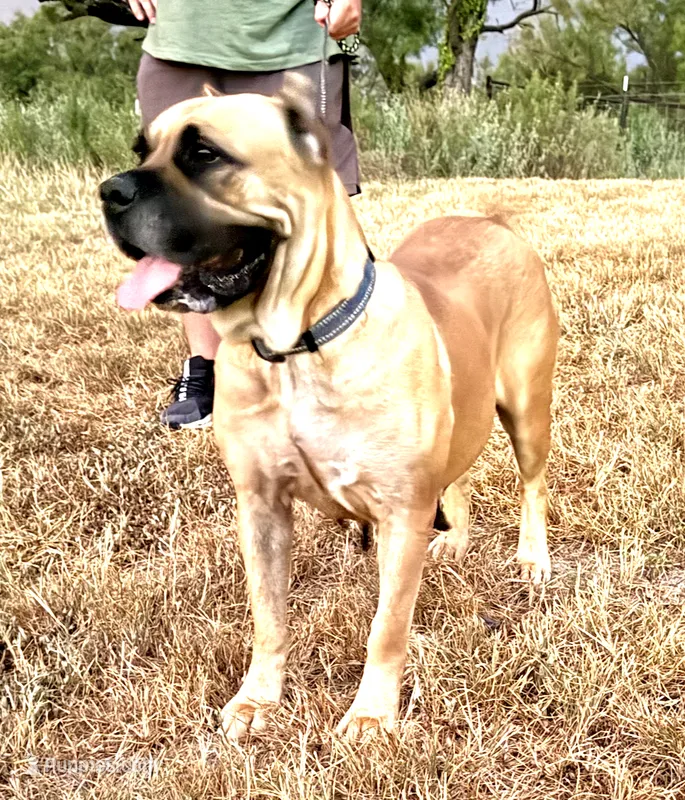 Molly – Cane Corso puppy for sale in Anson, TX