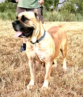 Molly, a female Cane Corso for sale in Anson, TX – 1 of 2