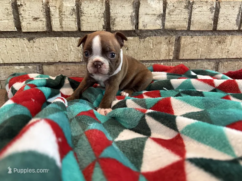 Mellie – Boston Terrier puppy for sale in Anson, TX