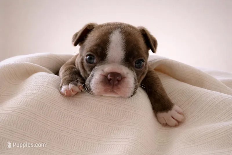 Mellie – Boston Terrier puppy for sale in Anson, TX