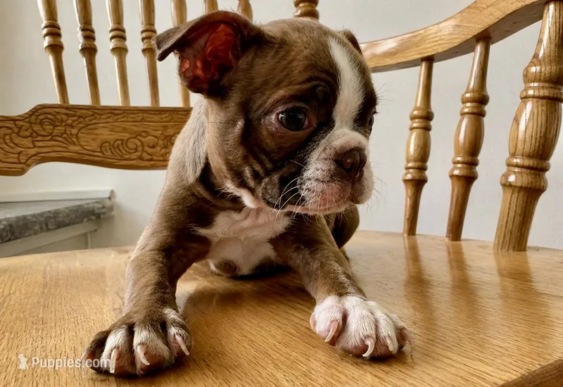 Mellie – Boston Terrier puppy on hold in Anson, TX