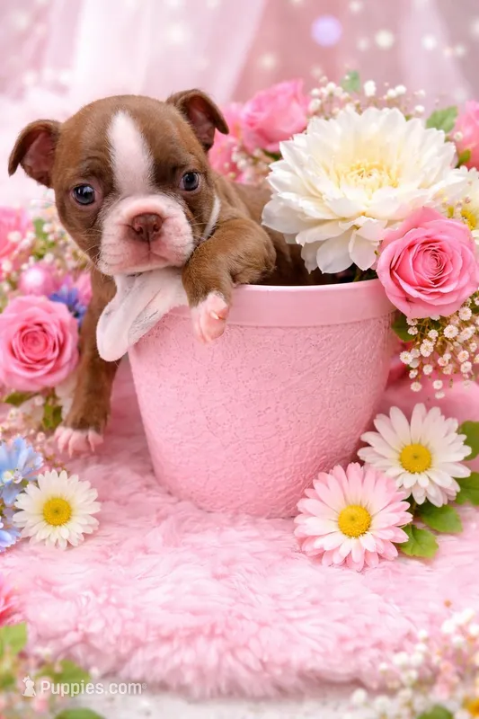 Mellie – Boston Terrier puppy for sale in Anson, TX