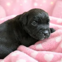 Puppy 9- Lt pink, a female Cane Corso for sale in Anson, TX – Photo 5 of 5