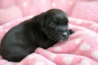 Puppy 9- Lt pink, a female Cane Corso for sale in Anson, TX – Photo 2 of 2