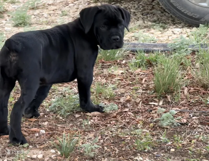 Puppy 9- Lt pink – Cane Corso puppy for sale in Anson, TX