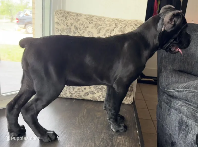 Puppy 9- Lt pink – Cane Corso puppy for sale in Anson, TX