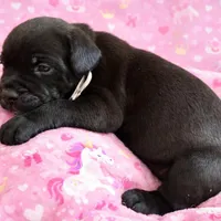 Puppy 9- Lt pink, a female Cane Corso for sale in Anson, TX – Photo 4 of 5