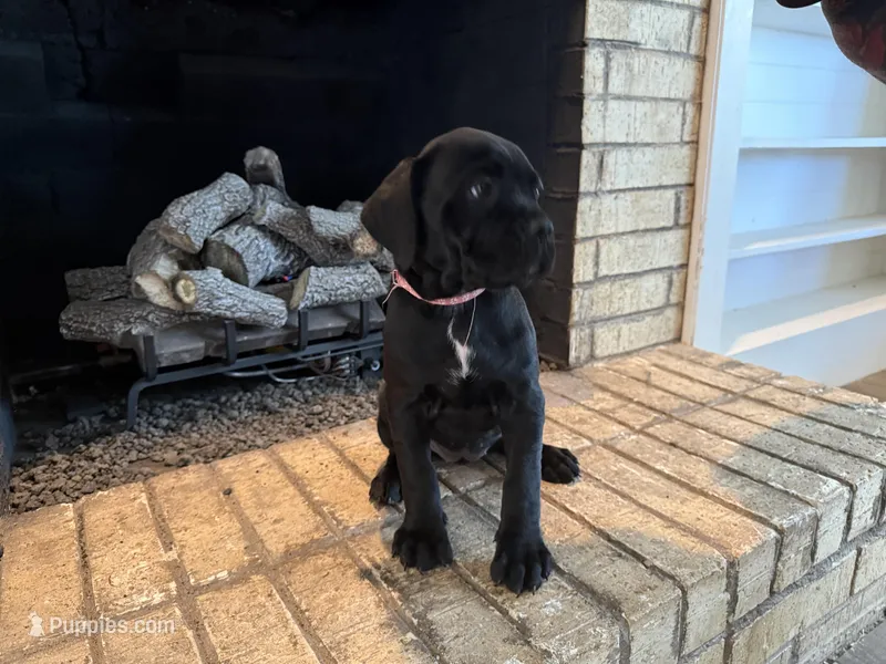 Puppy 9- Lt pink – Cane Corso puppy for sale in Anson, TX
