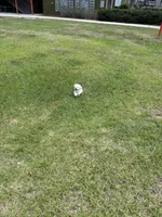 Luna, a female Poodle - Miniature  for sale in Savannah, GA – 1 of 4