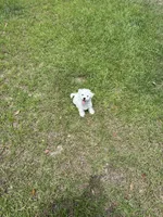 Luna, a female Poodle - Miniature  for sale in Savannah, GA – 3 of 4