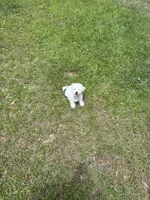 Luna, a female Poodle - Miniature  for sale in Savannah, GA – 4 of 4