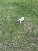 Luna, a female Poodle - Miniature  for sale in Savannah, GA – 2 of 4
