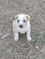 Puppy 2, a male English Shepherd and Treeing Feist for sale in Versailles, MO – Photo 2 of 2